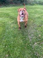 Old english Bulldog reu zoekt gouden mand, Dieren en Toebehoren, Particulier, Bulldog, 1 tot 2 jaar, Reu