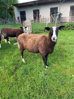 Te Koop Zwartbles  schapen /, 3 jarige ooi, Dieren en Toebehoren, Schapen, Geiten en Varkens, Vrouwelijk, Schaap, 3 tot 5 jaar