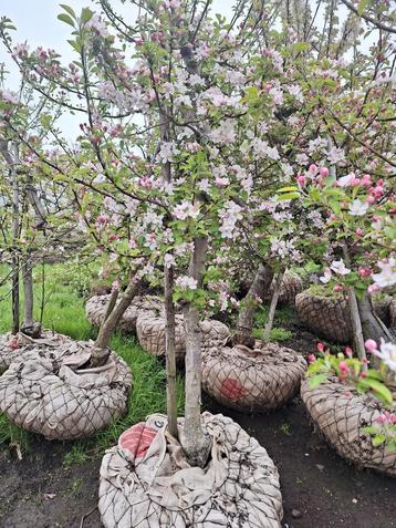 Diverse soorten oude appelbomen  beschikbaar voor biedingen