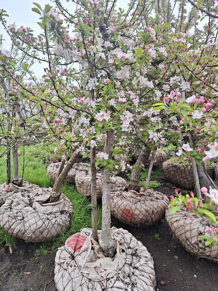 Diverse soorten oude appelbomen, Tuin en Terras, Planten | Bomen, Overige soorten, Ophalen