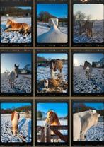 Verzorger voor deze 2 jongens, Dieren en Toebehoren, Ophalen of Verzenden