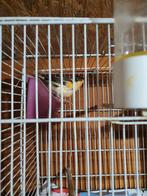 kanarie vogels 17 euro per stock, Meerdere dieren, Kleurkanarie