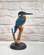 Gezocht , ijsvogel taxidermie, Ophalen of Verzenden, Zo goed als nieuw, Vogel, Opgezet dier