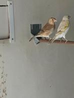 Putter x kanarie, Dieren en Toebehoren, Geslacht onbekend