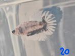 Betta man, Dieren en Toebehoren, Vissen | Aquariumvissen, Vis