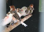 harlekijn kanarie met kuif en zonder, Dieren en Toebehoren, Vogels | Kanaries, Meerdere dieren
