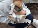 4 konijnen mogen het nest verlaten!, Dieren en Toebehoren, Konijnen, Meerdere dieren, Groot