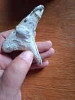 Fossiel versteend, Verzamelen, Mineralen en Fossielen, Ophalen of Verzenden, Fossiel