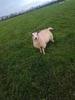 19 jonge ooien, Dieren en Toebehoren, Schapen, Geiten en Varkens, Vrouwelijk, Schaap