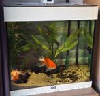 Aquarium Juwel Lido 120 liter wit, Dieren en Toebehoren, Ophalen, Gebruikt, Leeg aquarium