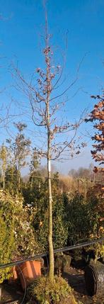 Hoogstam Rode Beuk, Fagus Sylvatica atropurpurea 14-16, Bloeit niet, Halfschaduw, Ophalen of Verzenden, 400 cm of meer