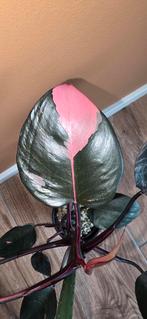 Philodendron Pink Princess - Zeldzame kamerplant, Huis en Inrichting, Kamerplanten, Ophalen, Minder dan 100 cm