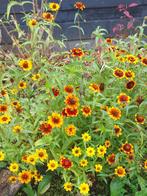 Zinnia Persian Carpet, Ophalen of Verzenden, Voorjaar, Volle zon, Zaad