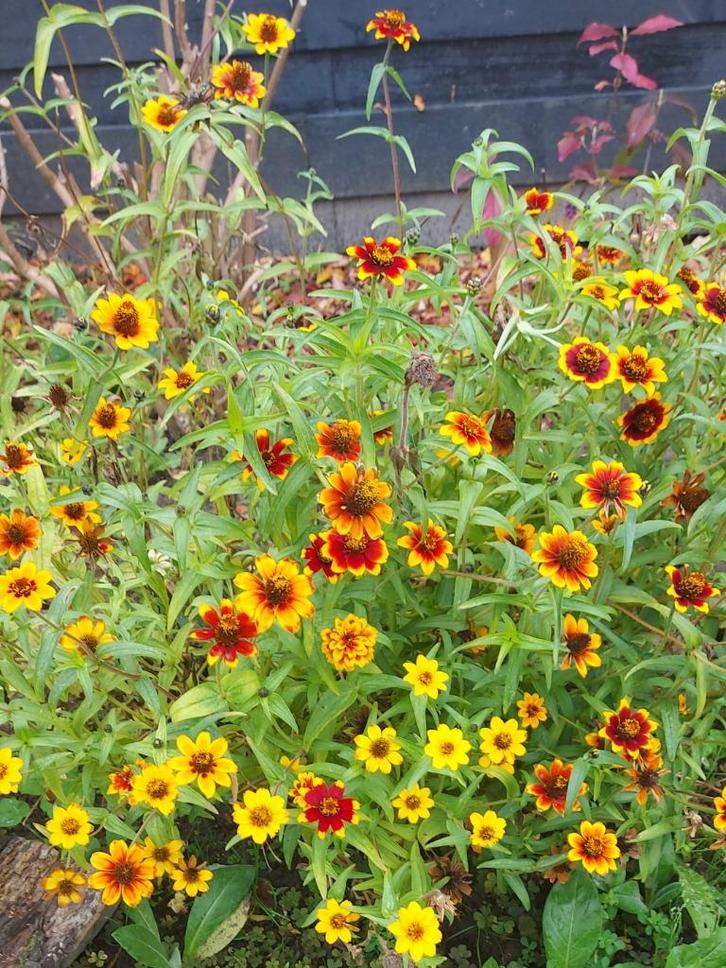 Zinnia Persian Carpet, Tuin en Terras, Bloembollen en Zaden, Zaad, Voorjaar, Volle zon, Ophalen of Verzenden