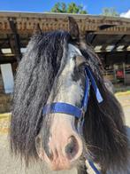 Mini Tinkerhengst, Dieren en Toebehoren, Pony's, Niet van toepassing, Hengst, 3 tot 6 jaar, Gechipt
