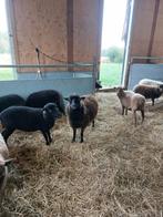 Ouessant schapen, Ophalen of Verzenden, Zo goed als nieuw
