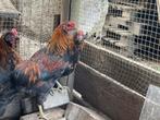 Te koop jonge raszuivere araucana haantjes, Mannelijk, Kip