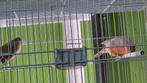 Goudvink Bruinpastel Koppel, Meerdere dieren, Geringd