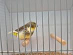 Gloster kuif man, Mannelijk, Postuurkanarie