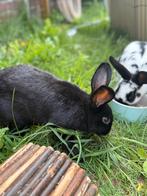Klein Lotharinger, Dieren en Toebehoren, Konijnen, Mannelijk