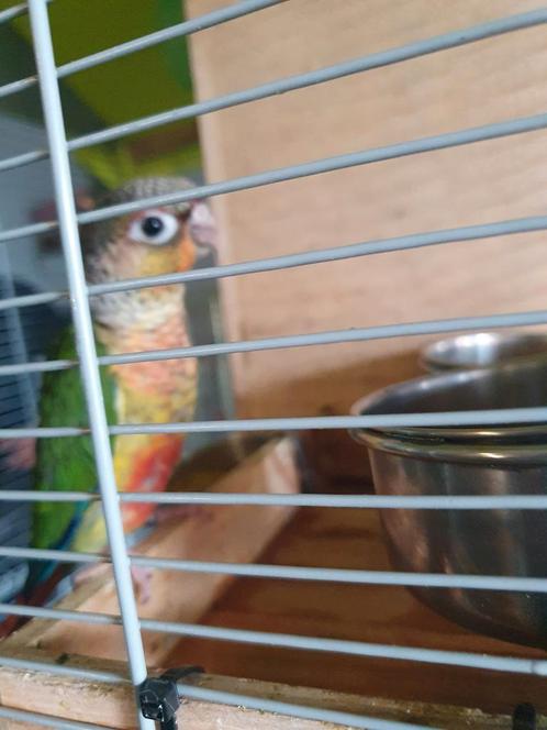 Pyrrhura, Dieren en Toebehoren, Vogels | Parkieten en Papegaaien, Parkiet, Mannelijk, Tam