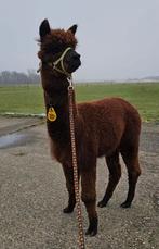 Koppel Alpaca hengsten 1.5 jaar oud, Dieren en Toebehoren, Overige Dieren, Mei, Mannelijk