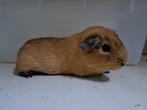 Creme california choco beer, Dieren en Toebehoren, Knaagdieren, Mannelijk, Cavia, Na 1 juli 2024, Tam