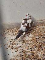 Koppel bonte diamantduiven, Meerdere dieren, Overige soorten