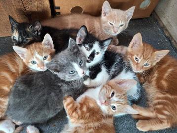 Prachtig kittens. beschikbaar voor biedingen