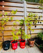 Prachtige Druivenplanten, Tuin en Terras, Planten | Fruitbomen, Ophalen, Minder dan 100 cm, Overige soorten, Zomer