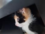 Lieve, sociale lapjes kittens (per direct op te halen), Dieren en Toebehoren, Katten en Kittens | Overige Katten, Poes, 0 tot 2 jaar