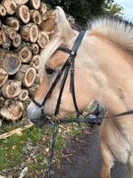 Verzorger bijrijder gezocht, Ophalen of Verzenden, Dressuur