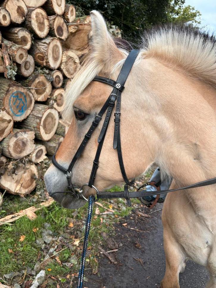 Verzorger bijrijder gezocht, Dieren en Toebehoren, Paarden en Pony's | Overige Paardenspullen, Dressuur, Ophalen of Verzenden