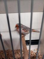 Rood Agaat man, Mannelijk