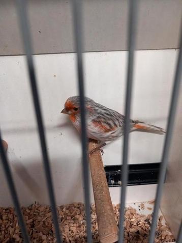 Rood Agaat man  beschikbaar voor biedingen