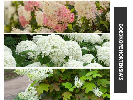 Pluim hortensia’s - Hydrangea paniculata, Tuin en Terras, Planten | Struiken en Hagen, Struik, Hortensia, Minder dan 100 cm, Ophalen of Verzenden