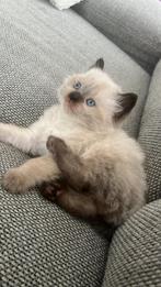 100% Ragdoll poes en kater, Dieren en Toebehoren, Katten en Kittens | Raskatten | Langhaar, Kater