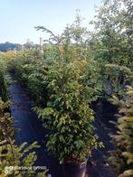 Partij van 45 taxus baccata 140-150cm in pot haag planten, Ophalen of Verzenden, Taxus, Struik, 100 tot 250 cm