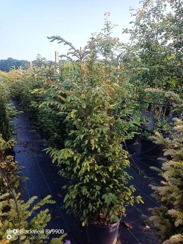 Partij van 45 taxus baccata 140-150cm in pot haag planten beschikbaar voor biedingen