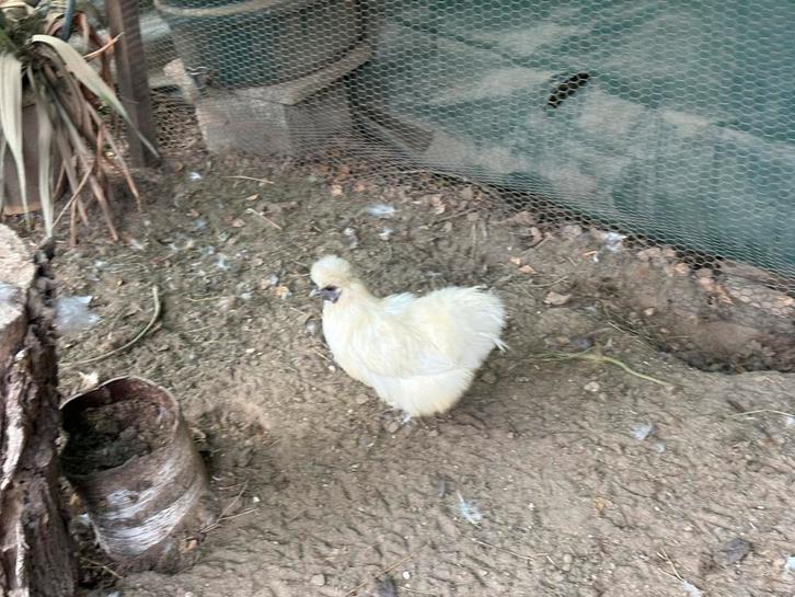 Zijdehoen hen op leeftijd, Dieren en Toebehoren, Pluimvee, Kip, Vrouwelijk