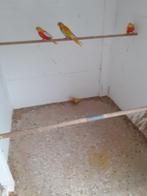 Te koop 2 roodbuik turquoisines, Dieren en Toebehoren, Meerdere dieren, Parkiet, Geringd