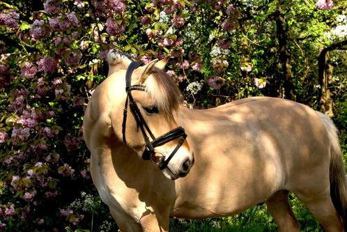 Verzorgster voor mijn pony Hamar gezocht, Dieren en Toebehoren, Paarden en Pony's | Overige Paardenspullen, Nieuw, Ophalen