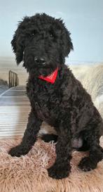 Lieve, goed gezonde, knappe koningspoedel pup Nino️, Dieren en Toebehoren, Poedel, Parvo, 15 weken tot 1 jaar, Reu