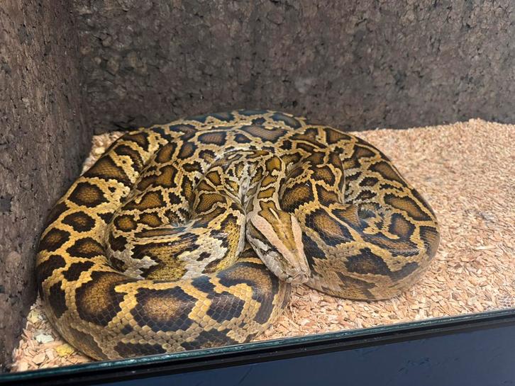 0.1 Python bivittatus progshai 2019