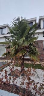 Palmboom - Trachycarpus Fortunei, 100 tot 250 cm, Zomer, Palmboom, Ophalen