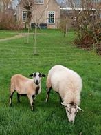Rammen maasduinenschapen te koop, Dieren en Toebehoren, Schapen, Geiten en Varkens, Mannelijk, Schaap