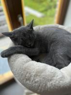 Britse korthaar kittens mannetje en vrouwtje, Dieren en Toebehoren, Katten en Kittens | Raskatten | Korthaar, Meerdere dieren