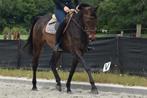 Sociale 4 jarige lieve merrie allround  L niveau gereden, Dieren en Toebehoren, Paarden, Merrie, Gechipt, Dressuurpaard, 3 tot 6 jaar