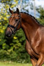 Prachtige talentvolle merrie, Dieren en Toebehoren, Paarden, Merrie, Gechipt, Dressuurpaard, 3 tot 6 jaar