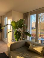 Strelitzia Nicolai, Grote Paradijsvogelplant XL, Tuin en Terras, Planten | Tuinplanten, Overige soorten, Volle zon, Vaste plant